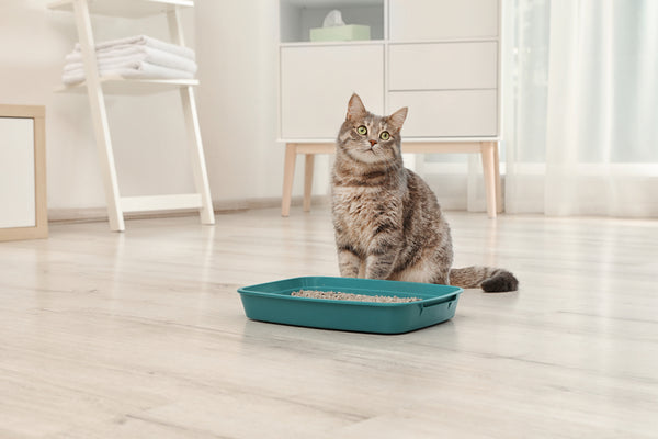 Gray tabby cat sitting beside a litter box in a clean bathroom