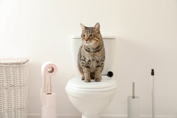 Gray tabby cat sitting on a closed toilet lid in a clean bathroom