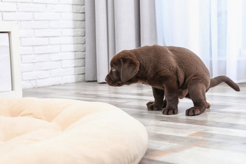 Puppy squatting to poop on the living room floor