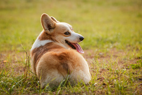 Corgi laying in the grass with its fluffy butt facing the camera as Corgi glances behind
