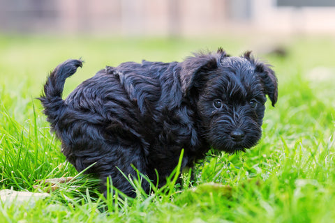 Tiny black puppy squatting to poop outside in the grass