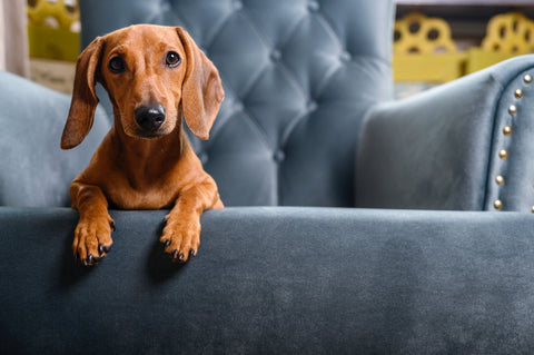 Dachshund looking curious while laying on blue armchair