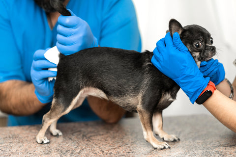 Small dog having their anal glands expressed by a vet while looking alarmed