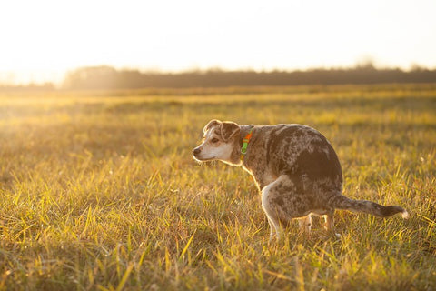 Dog pooping outdoors in a field at dusk