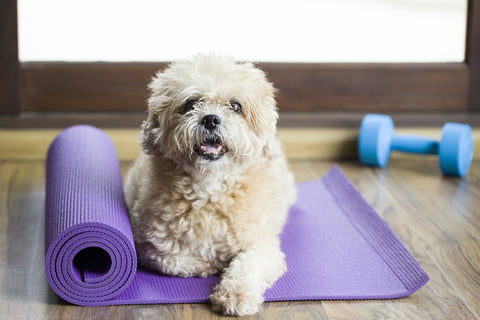 Small dog lying on a yoga mat in a workout room