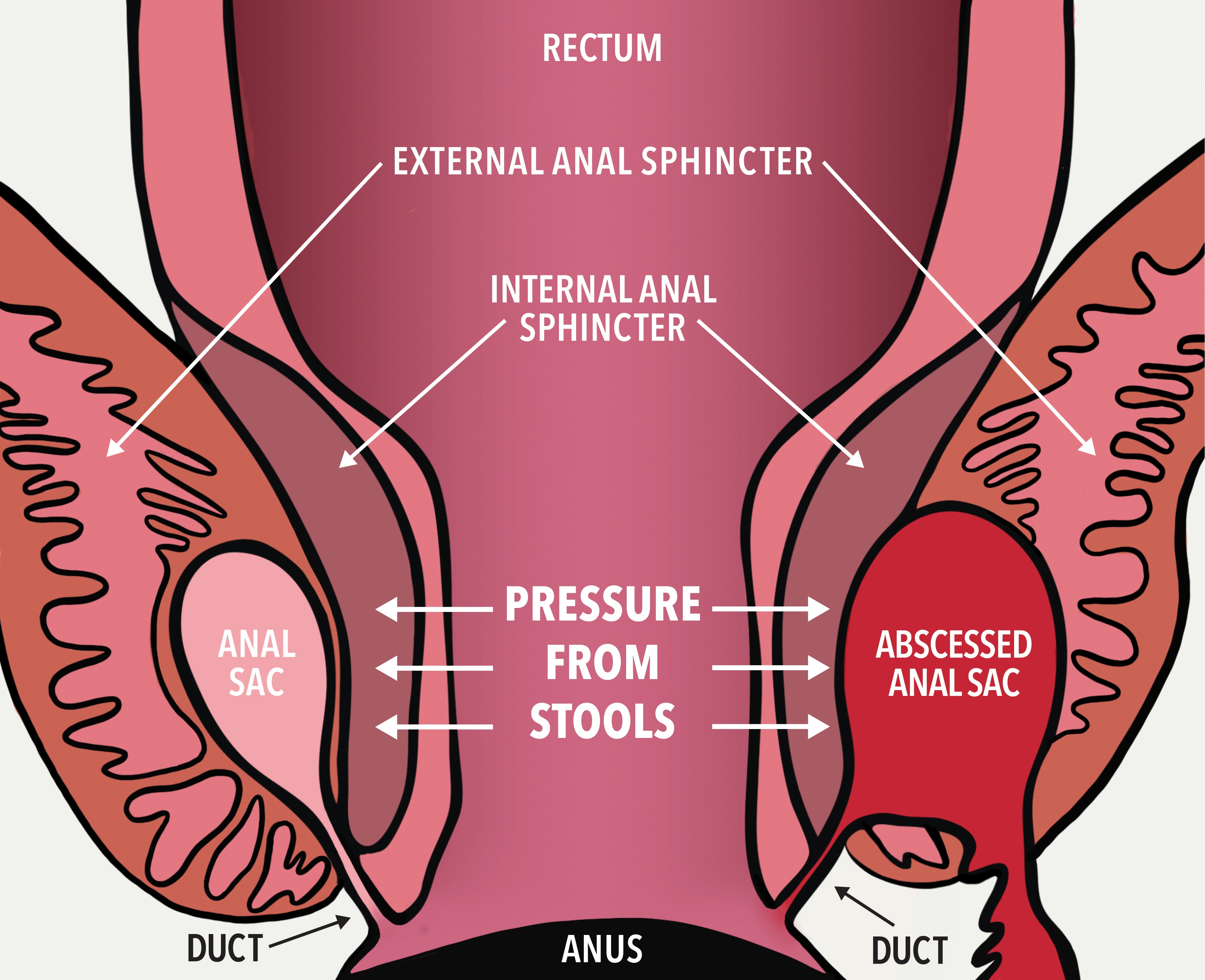 Dog Anal Gland Anatomy Picture and Anal Gland Abscess