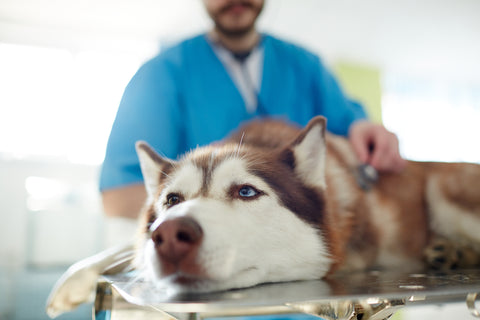 Husky laying calmly on a clinic table as a veterinarian gives her an exam