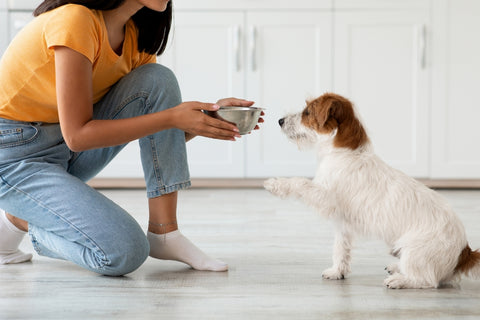 Woman kneeling down in a kitchen to feed her terrier dog high fiber food for anal glands