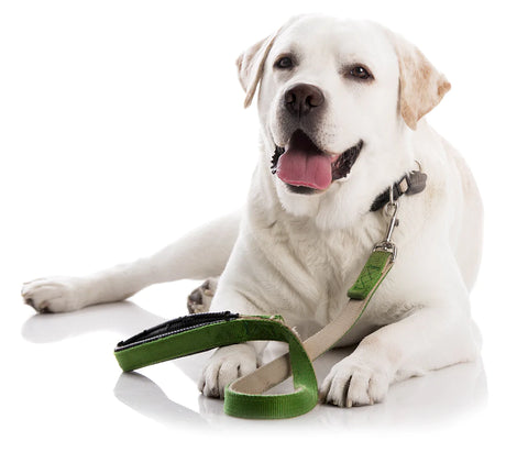 White Labrador dog wearing a green collar and leash, laying down but looking alert as it waits for a walk.