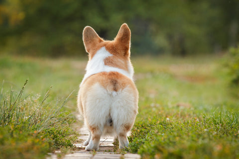 Corgi dog butt to represent "dog bleeding from butt"