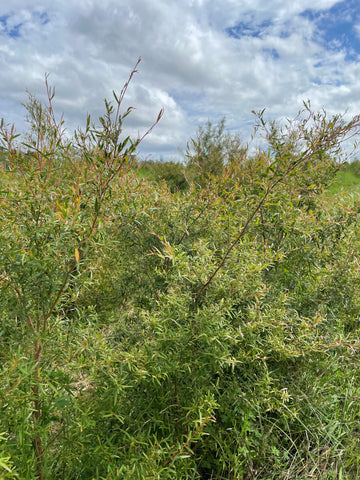 baby tea tree plantation growth virgin leaf