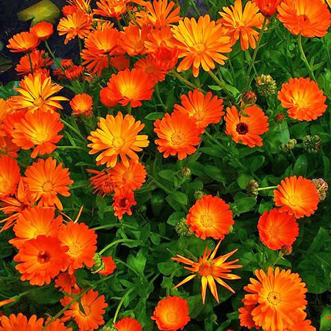 Calendula Extract from Australia — earthYARD