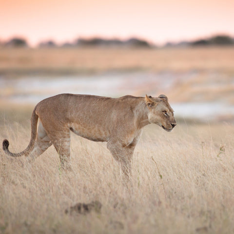 The Lioness Blend