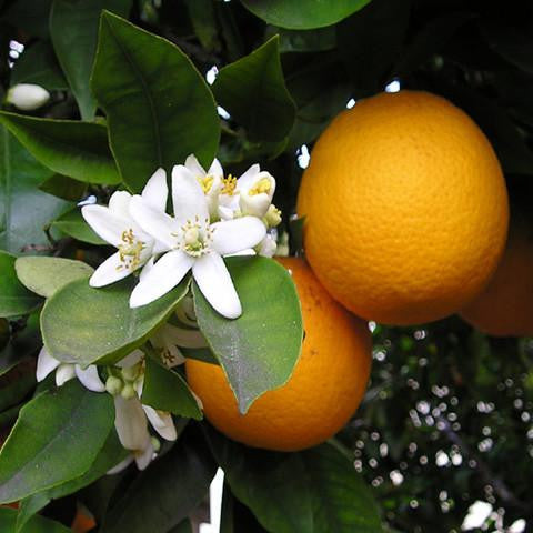 Sweet Orange Zest (Citrus sinensis) Essential Oil