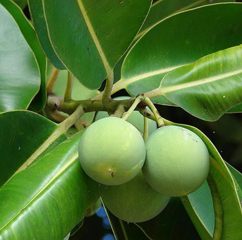 Macadamia (Macadamia integrifolia)