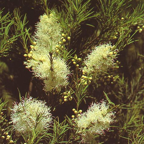 MELALEUCA Alternifolia - Medicinal Tea Tree Oil — Australian Outback Plants  - Native Plant Nursery - USA