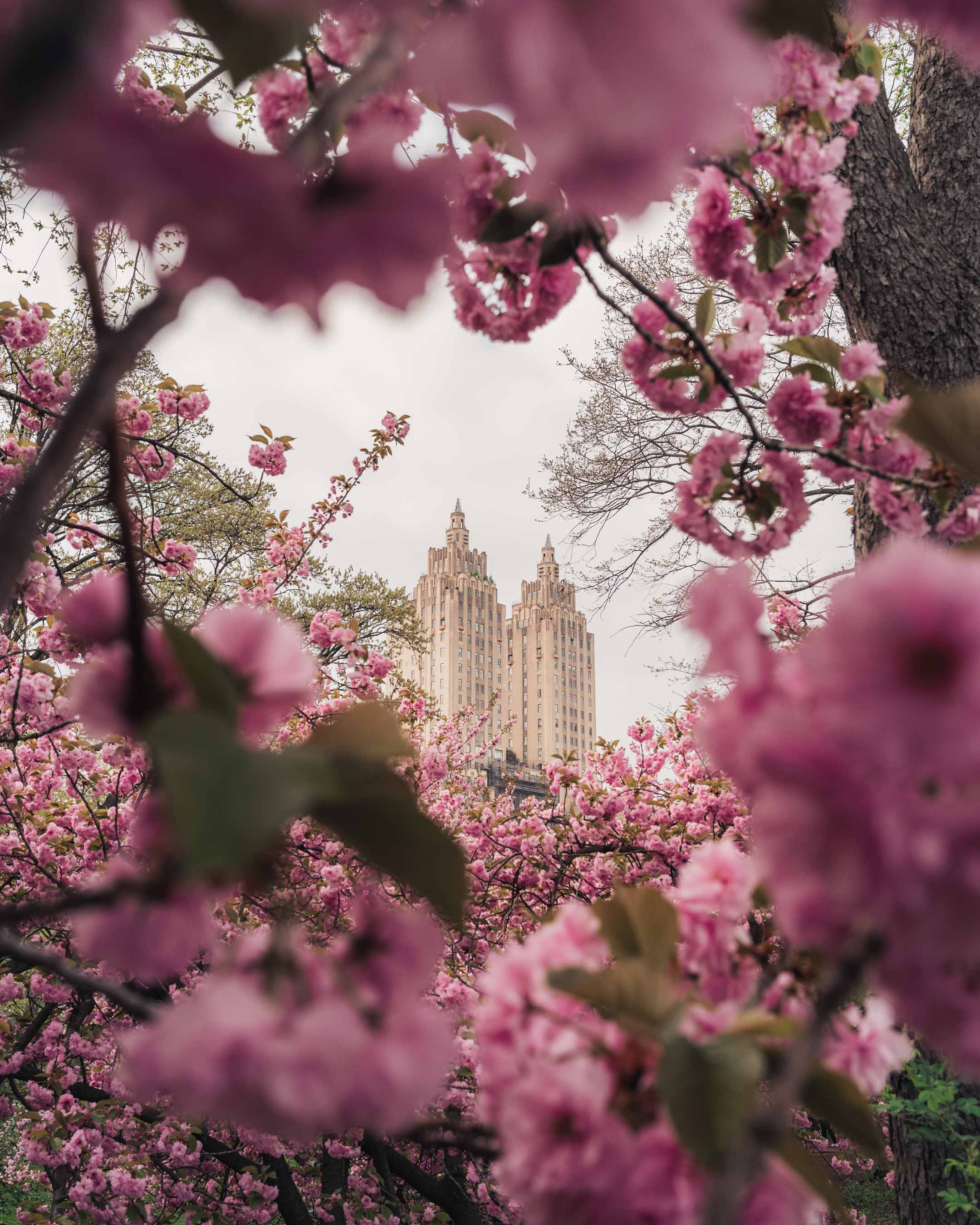 Cherry blossom Central Park fine art photography