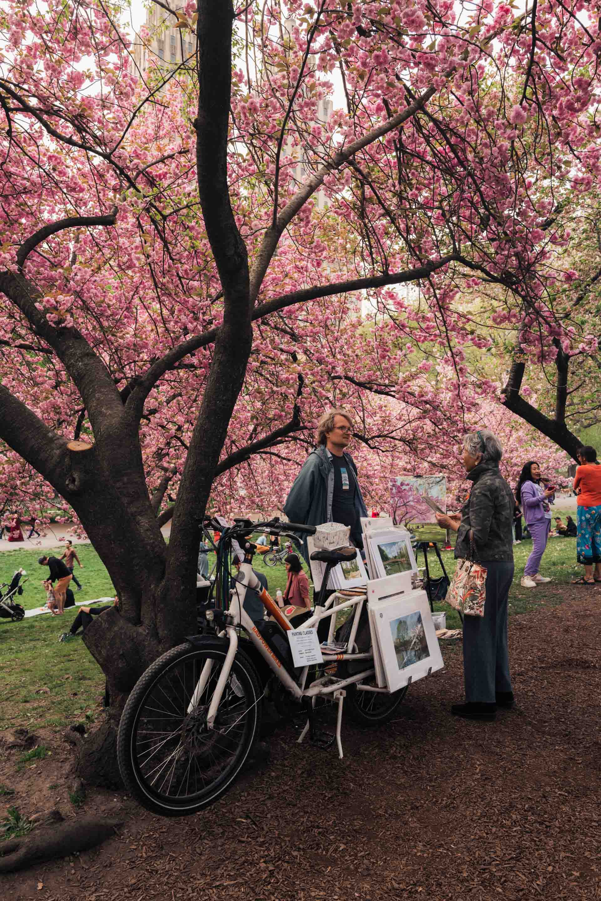 Cherry blossoms by the Jacqueline Kennedy Onassis Reservoir