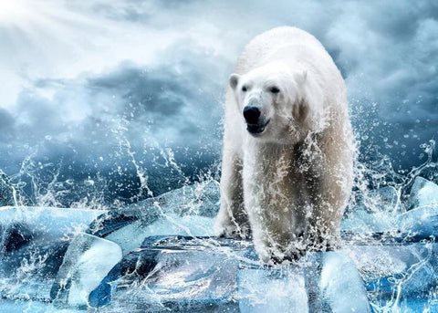 polar bear shifter romance novel