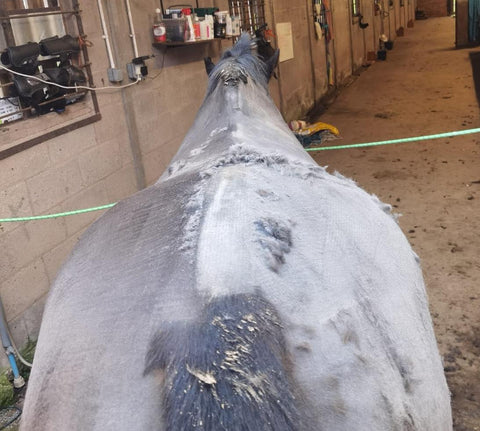 This image is straight after a clip. The left side was groomed with the Eqclusive black/bay pack ONE week prior the the clip and quickly groomed before the clip for excess mud.  The right side was completely left alone. As you can see the right side has scurf and dust sitting on the horses skin whilst the left side has been deep cleaned by the brushes leaving the skin clean and healthier.  Most brushes do not lift the coat to clean beneath❌  Our brushes work to by lifting the horses coat and really give the deepest of cleans without needing to bath✅