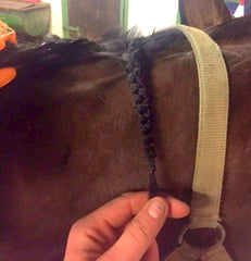 How to plait a mane - blog by international eventing groom Emma Stewart - Eqclusive, eqclusive.com