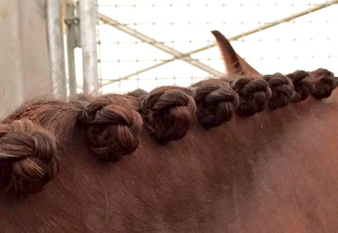 How to plait a mane - blog by international eventing groom Emma Stewart - Eqclusive, eqclusive.com