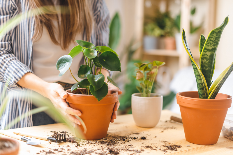 How Can I Increase My Indoor Plant Growth? - Greenway Biotech ...