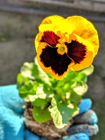 Yellow Pansie