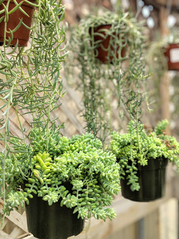 Burro's Tail Succulent