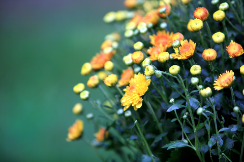 Orange and yellow mums outside