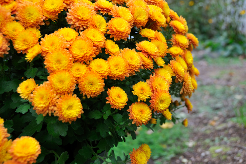 Orange mums