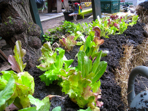What vegetables can you grow in a straw bale garden?