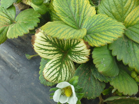 Iron deficiency in strawberry plants