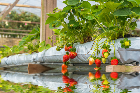 Hydroponic strawberries growing in reservoir