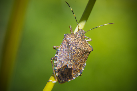 Stink bug on plant