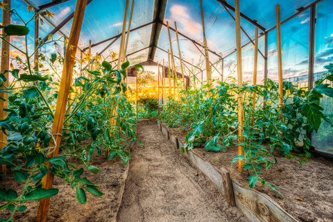 Tomato plants growing inside greenhouse garden