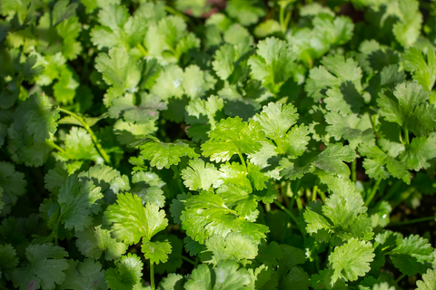 Cilantro plant outside 