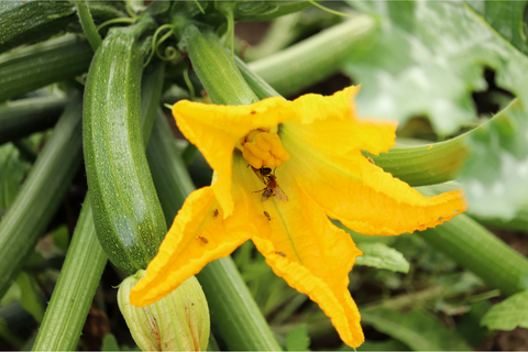 zucchini plant