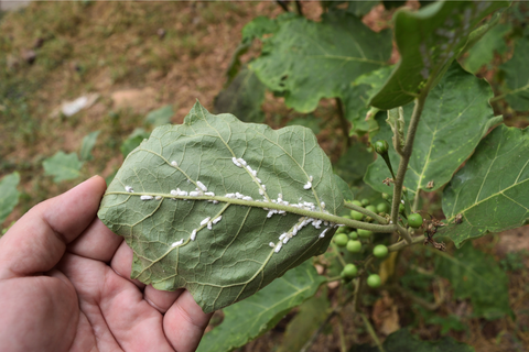 White bugs under leaves of plant