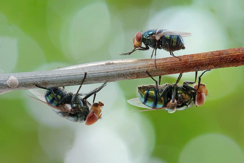 Three flies hanging on stick