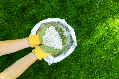 Person holding granular fertilizer in hands wearing green gloves