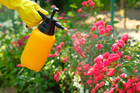 Person spraying fungicide on pink flowers