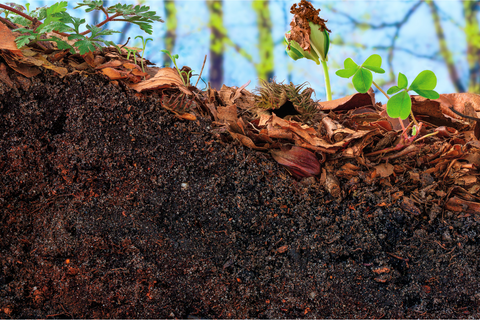 Topsoil with leaves on top 