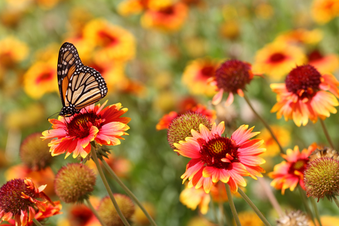 Yellow monarch butterfly on orange flower in field