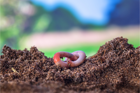 Topsoil with earthworm on it