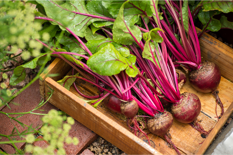 Beets in a wooden crate