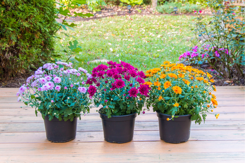Small mums in pots
