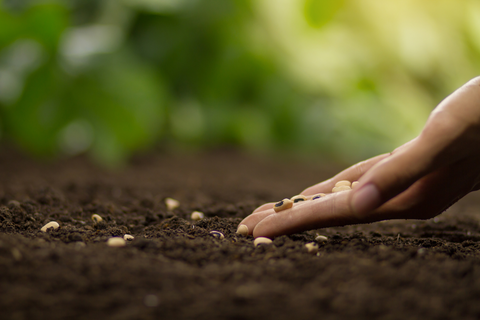 Hand placing seeds in soil