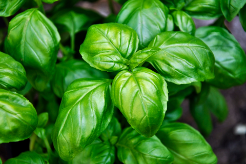 Basil plant to repel flies