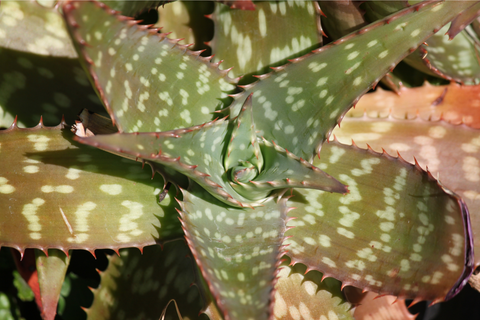 Brown Aloe Vera plant leaves from under watering